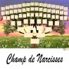 Présentation Champ de Narcisse - Arbres ascendants vierges 7 générations